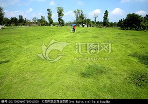 青青青草国产免费,国产影视的清新之作